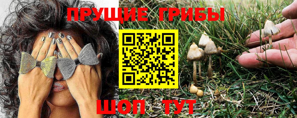 Галлюциногенные грибы Psilocybine cubensis Новокузнецк