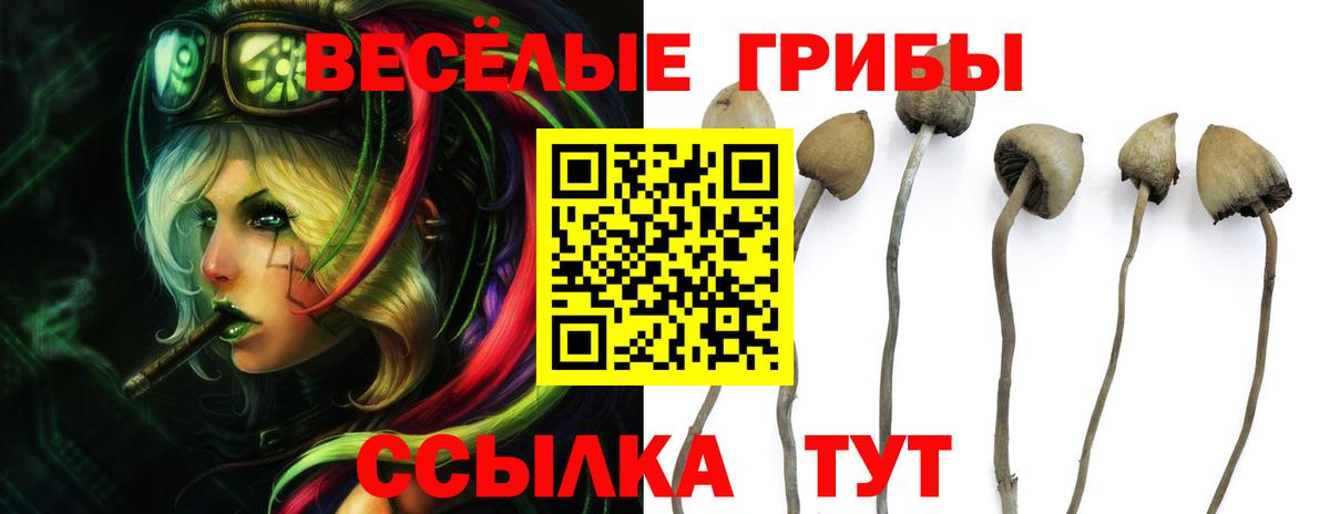 хочу наркоту  Галлюциногенные грибы MAGIC MUSHROOMS  Новокузнецк  Вход с VPN  Галлюциногенные грибы прущие грибы 